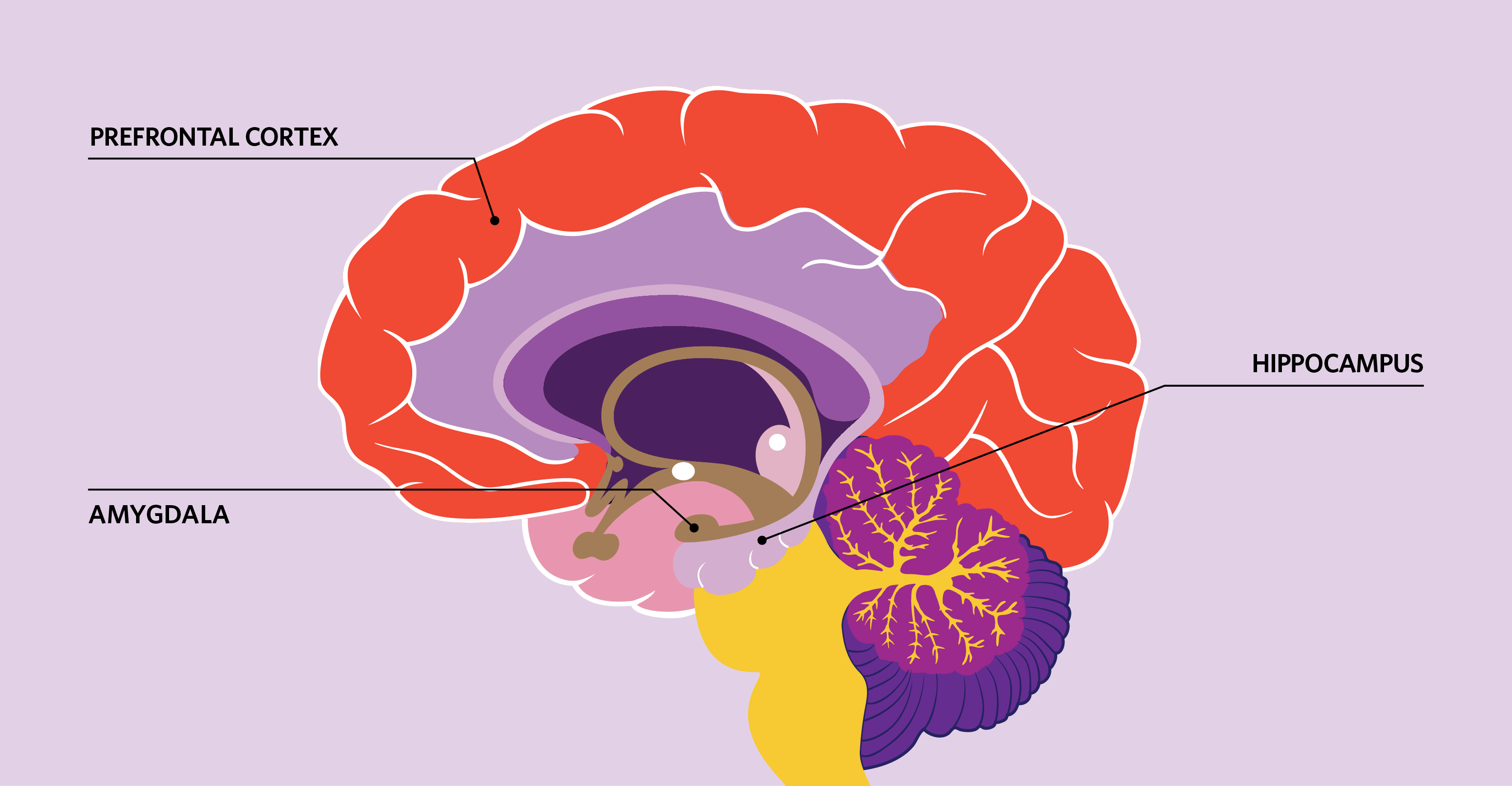 Brain Amygdala Hippocampus
